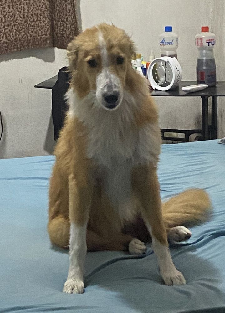 Bolinha
