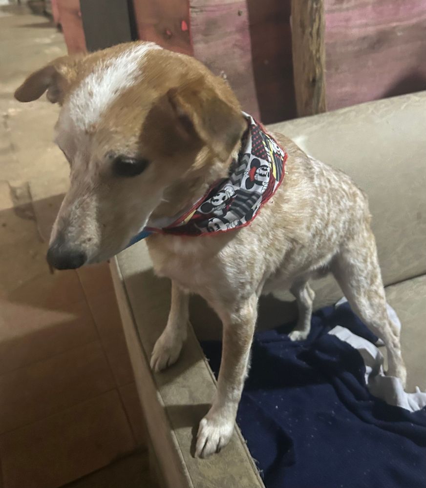 Cão