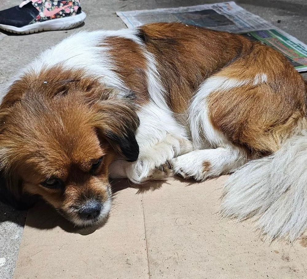 Cão