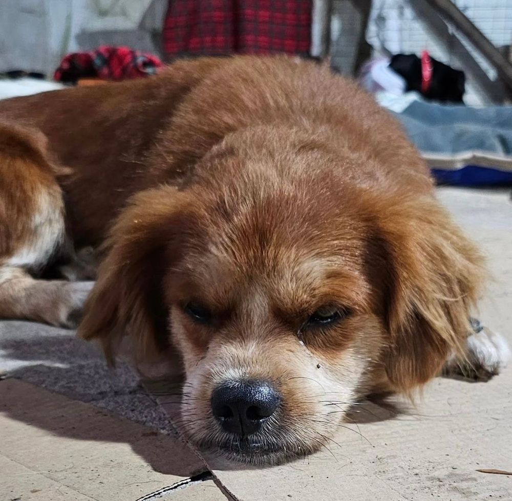 Cão