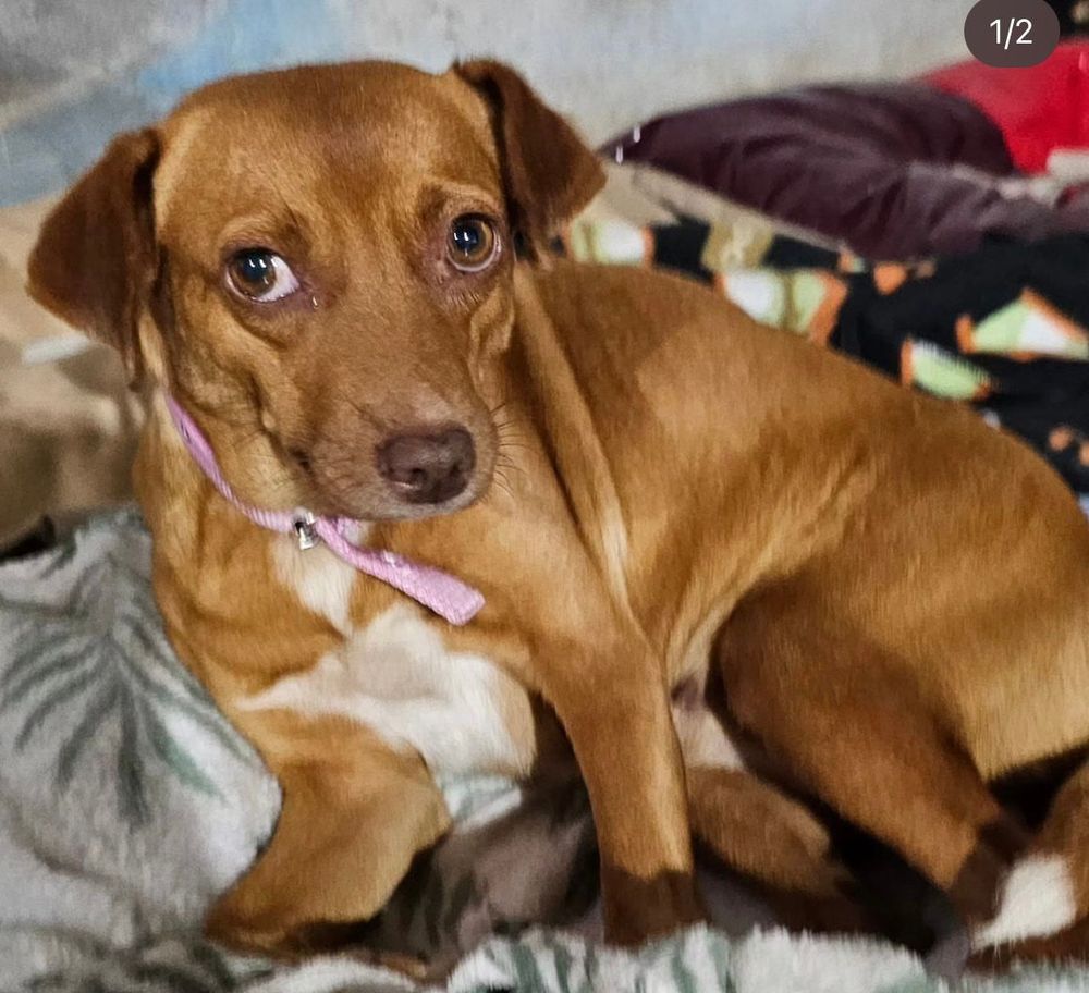 Cão