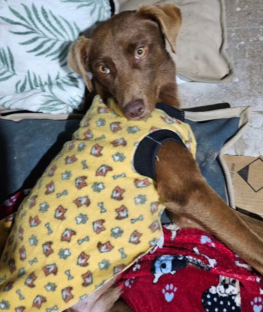 Cão