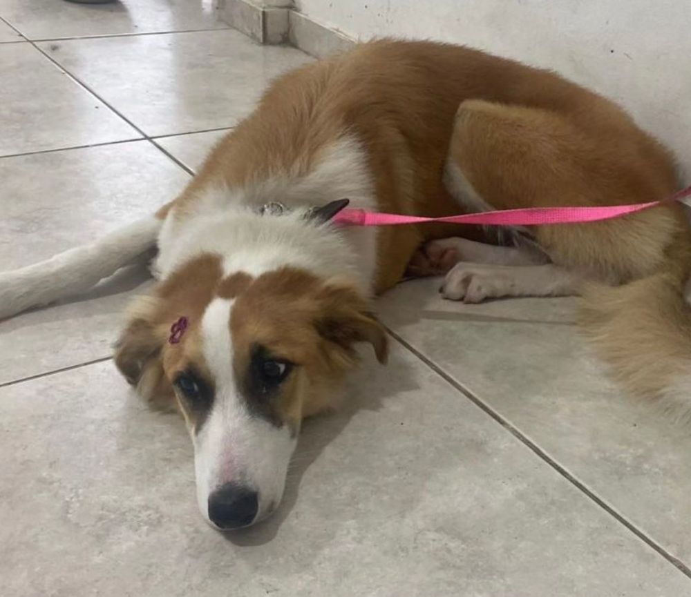Cão