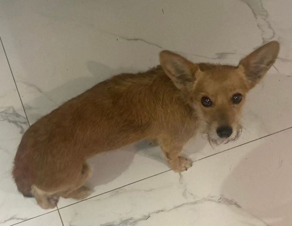 Cão