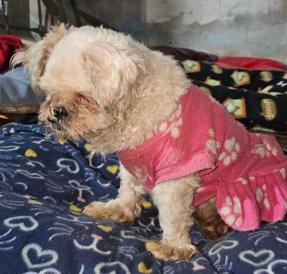 Cão