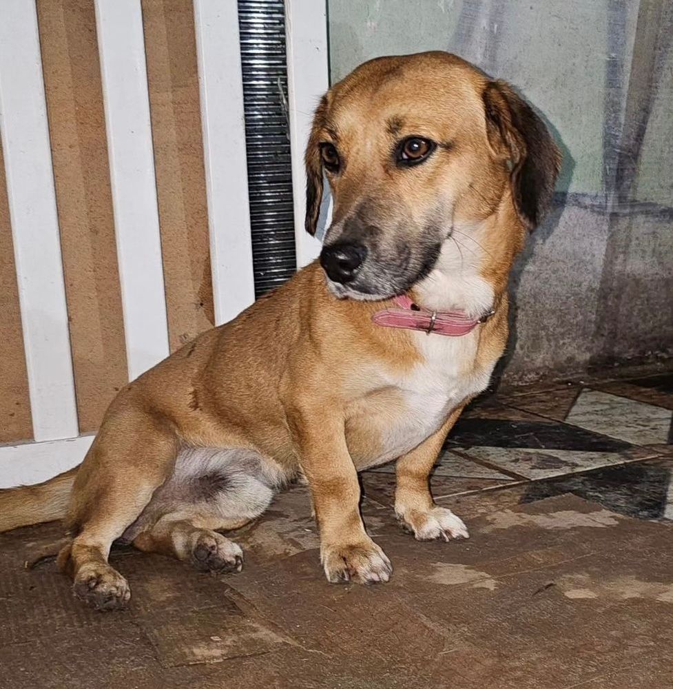 Cão