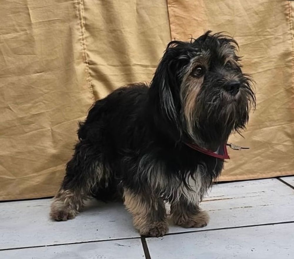 Cão