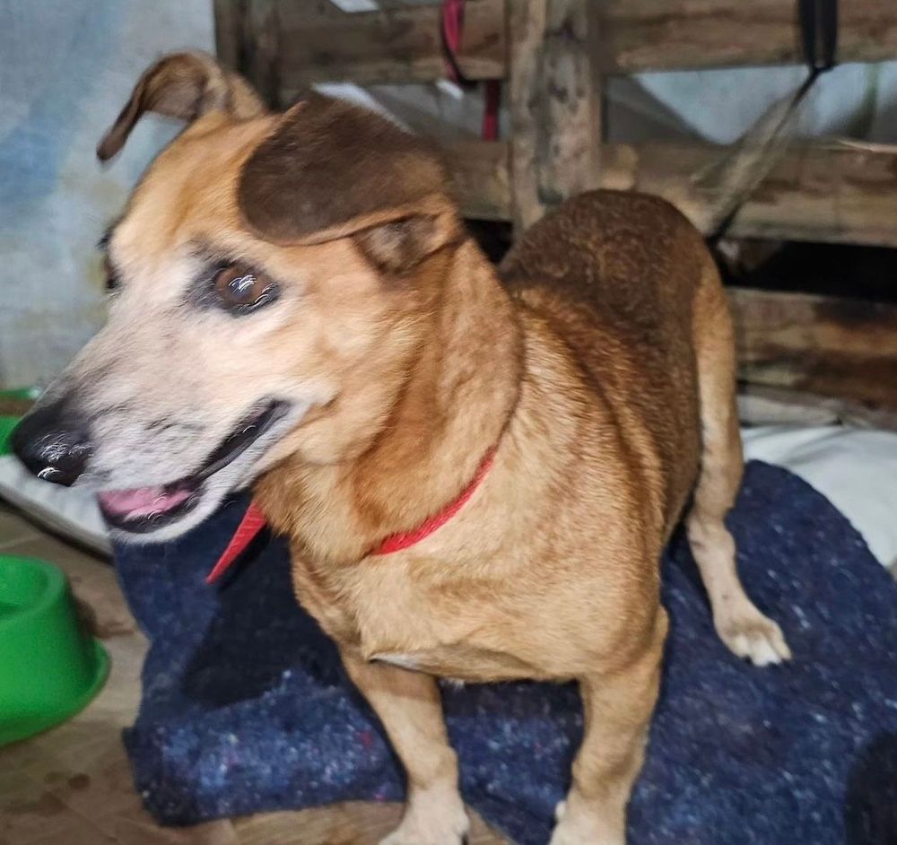 Cão