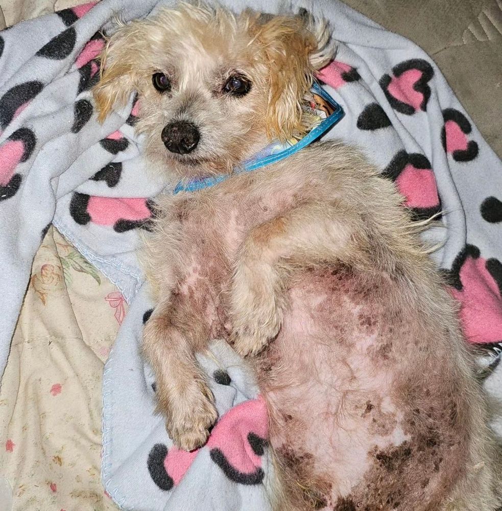 Cão
