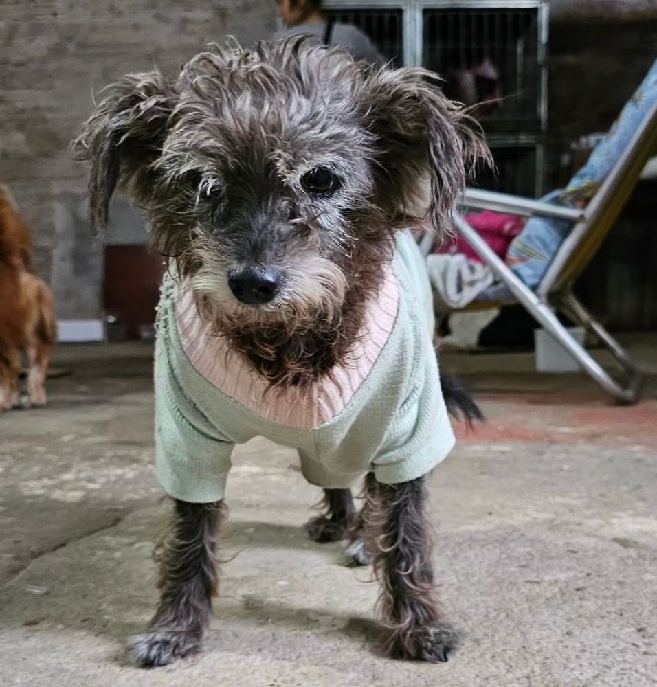 Cão