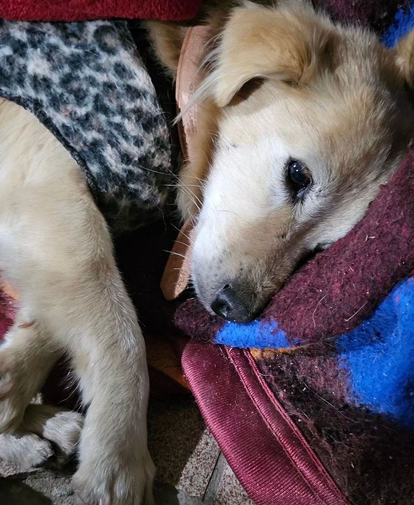 Cão