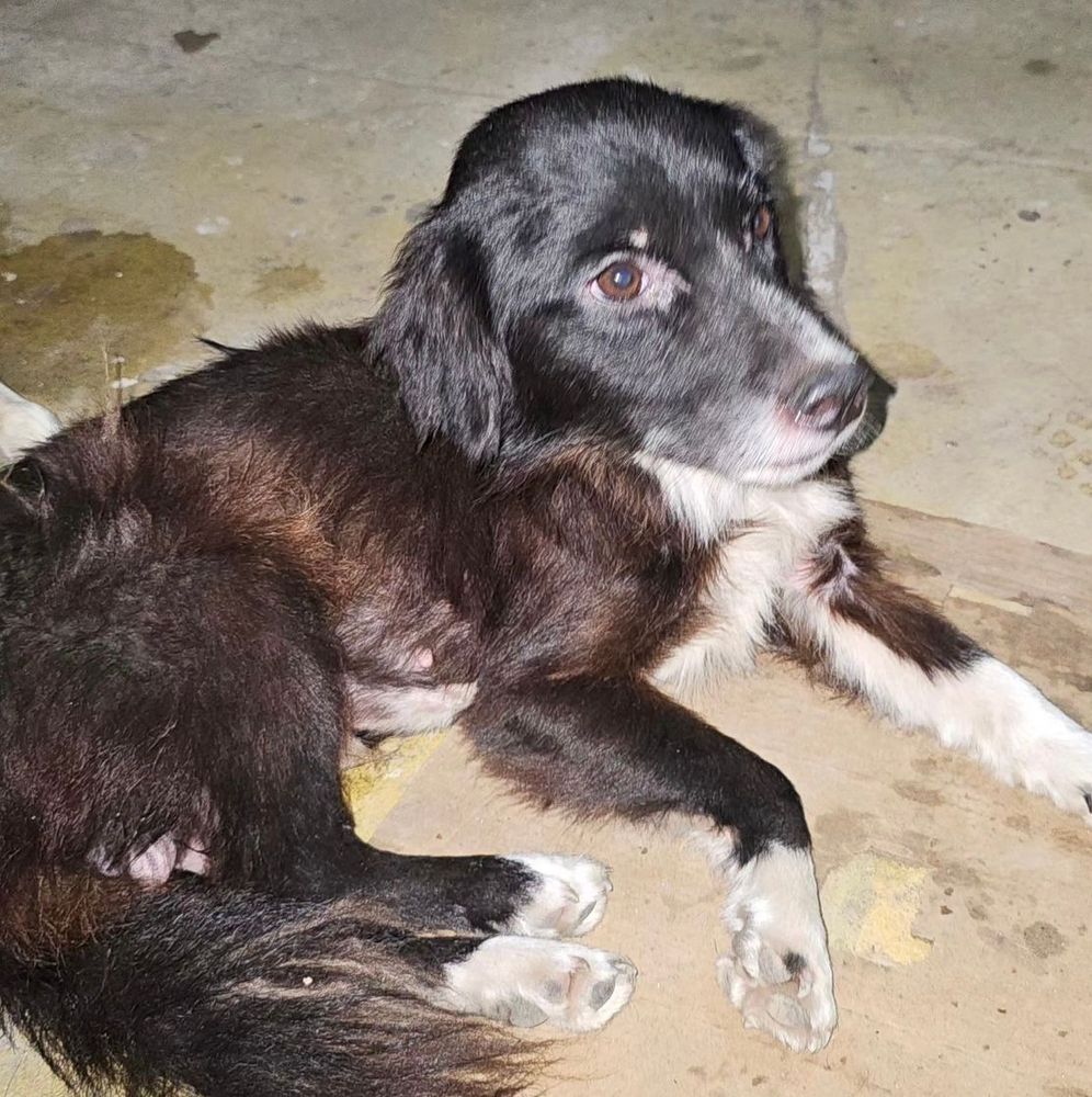 Cão