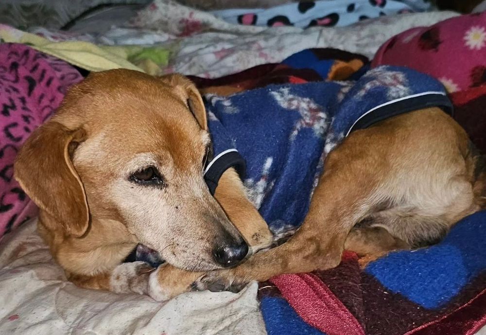 Cão