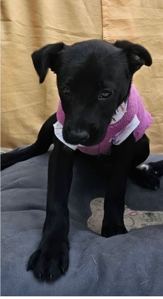 Cão