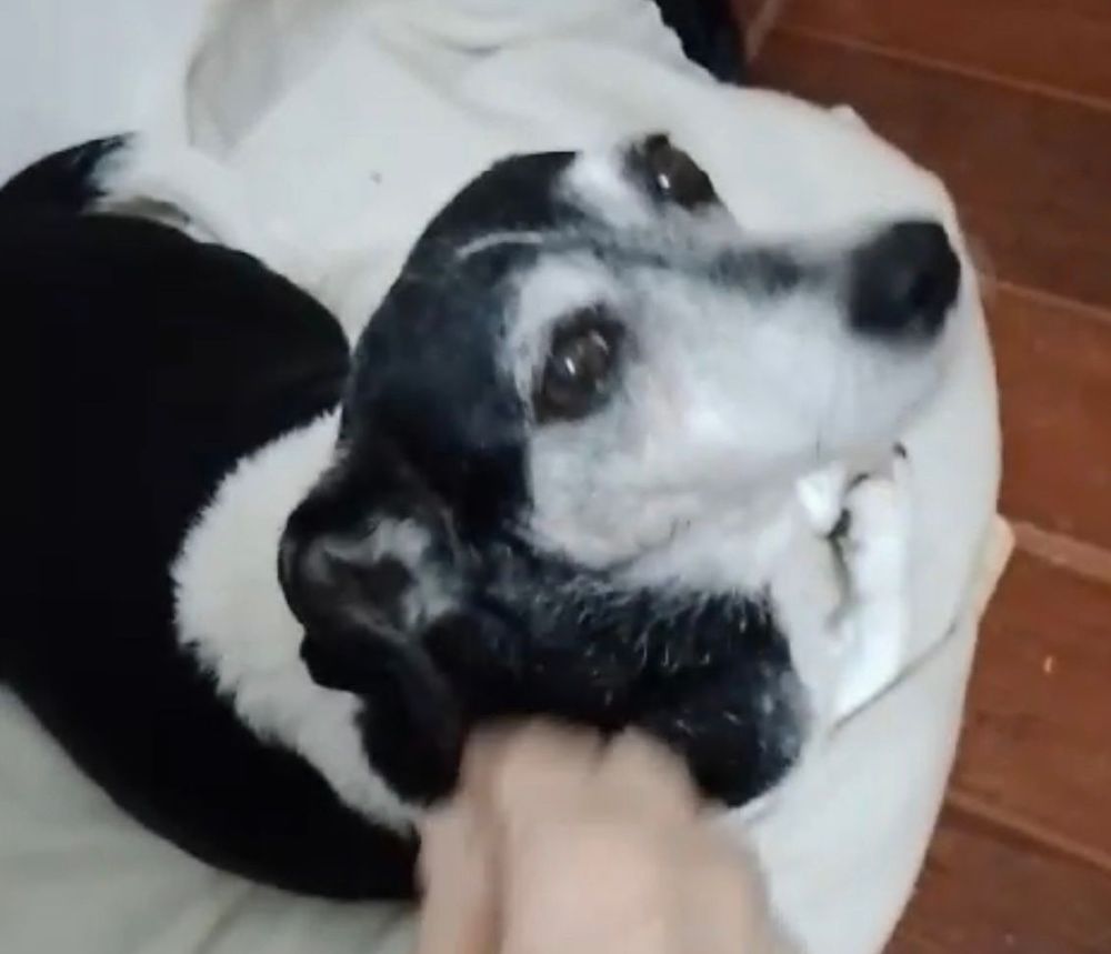 Cão