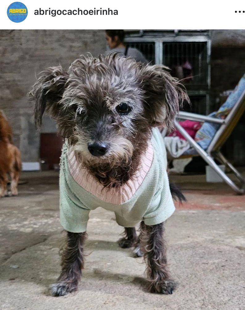 Cão