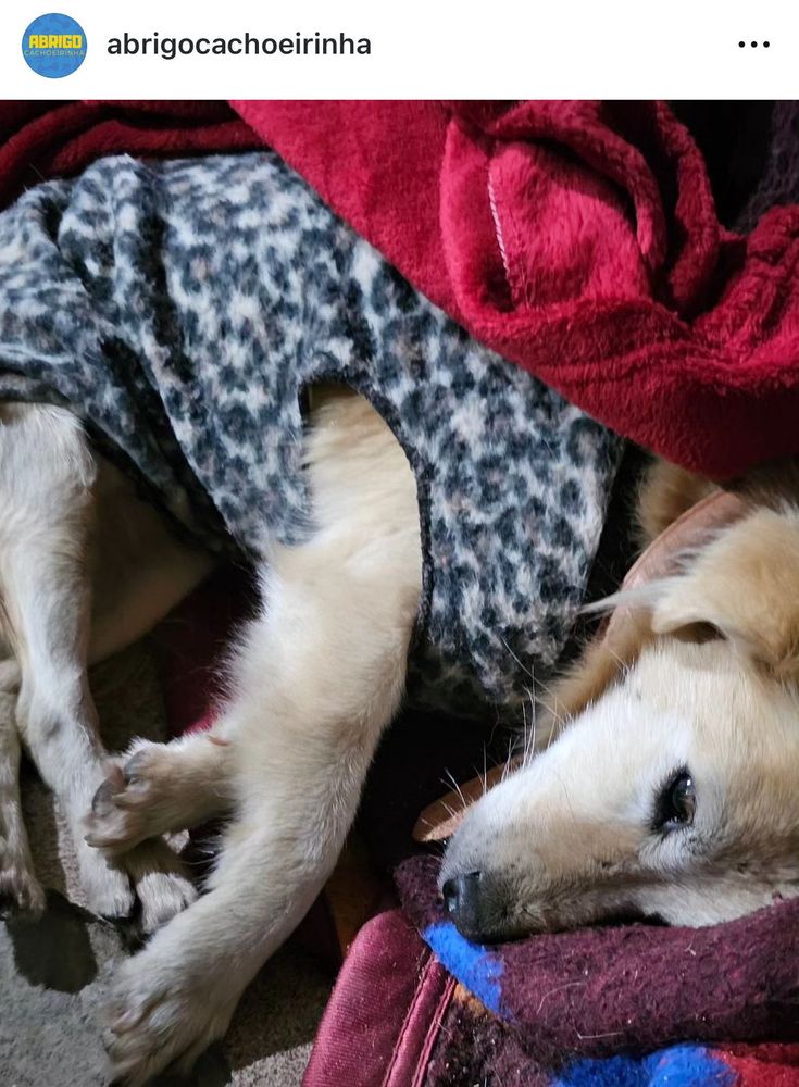 Cão