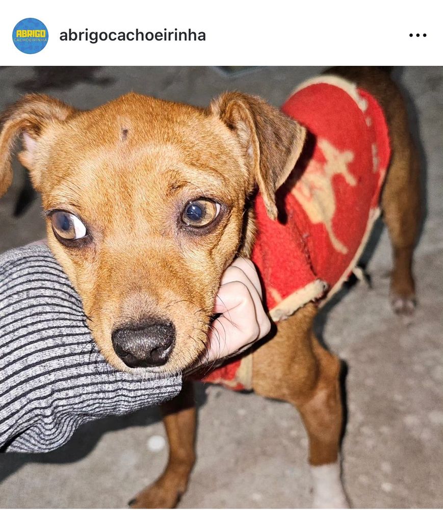 Cão