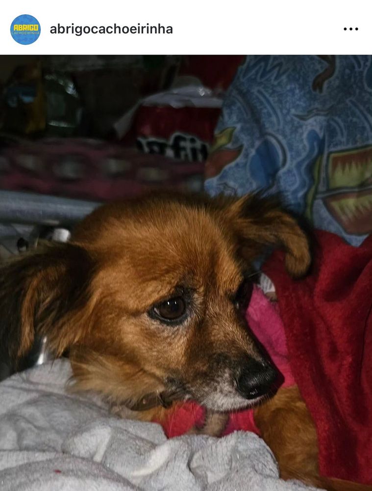 Cão