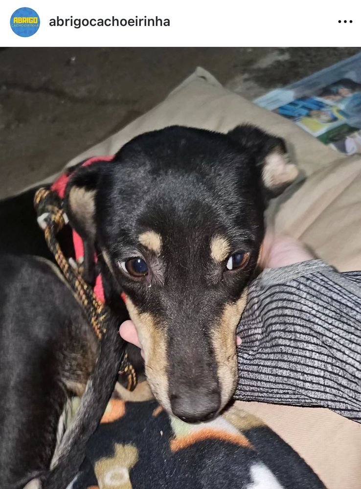 Cão