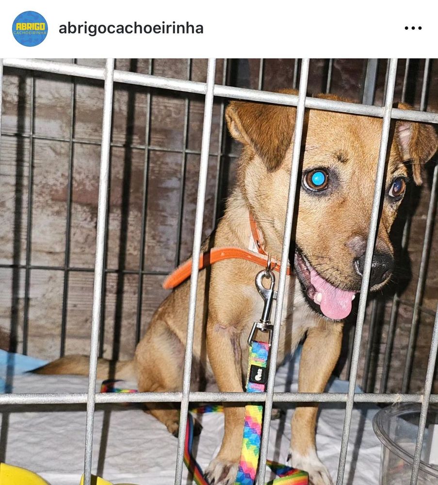 Cão