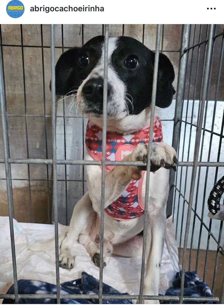 Cão