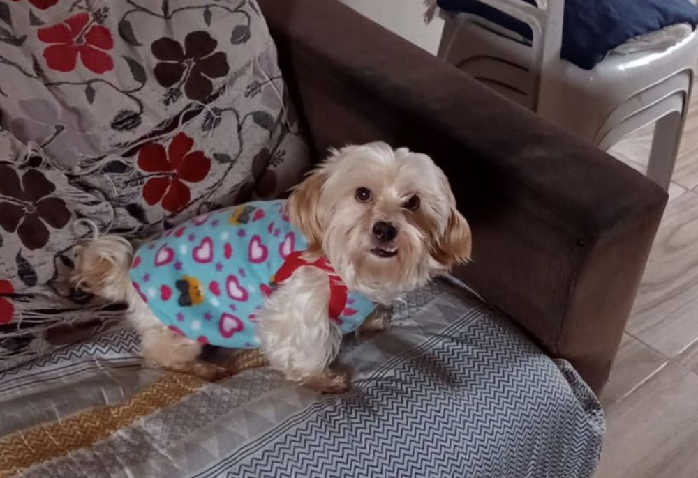 Cão
