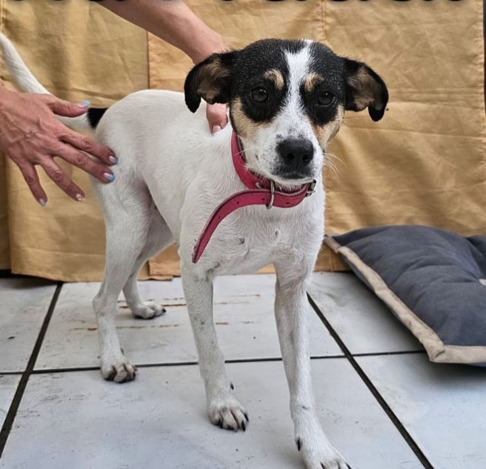 Cão