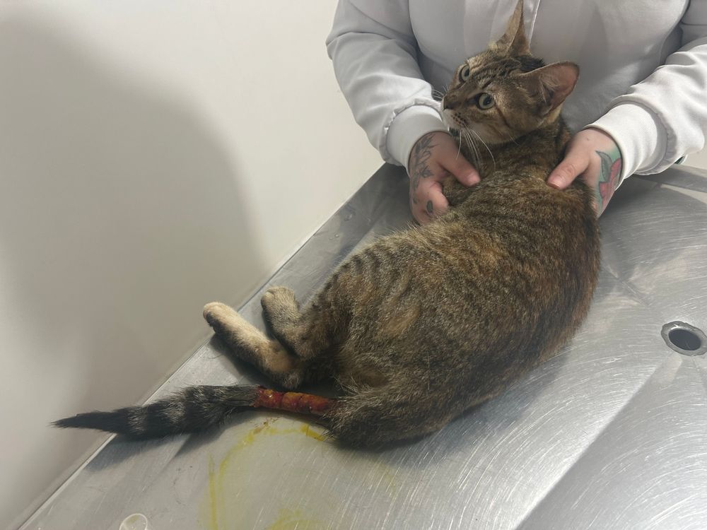 Gato