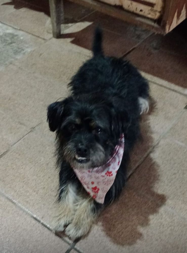 Cão