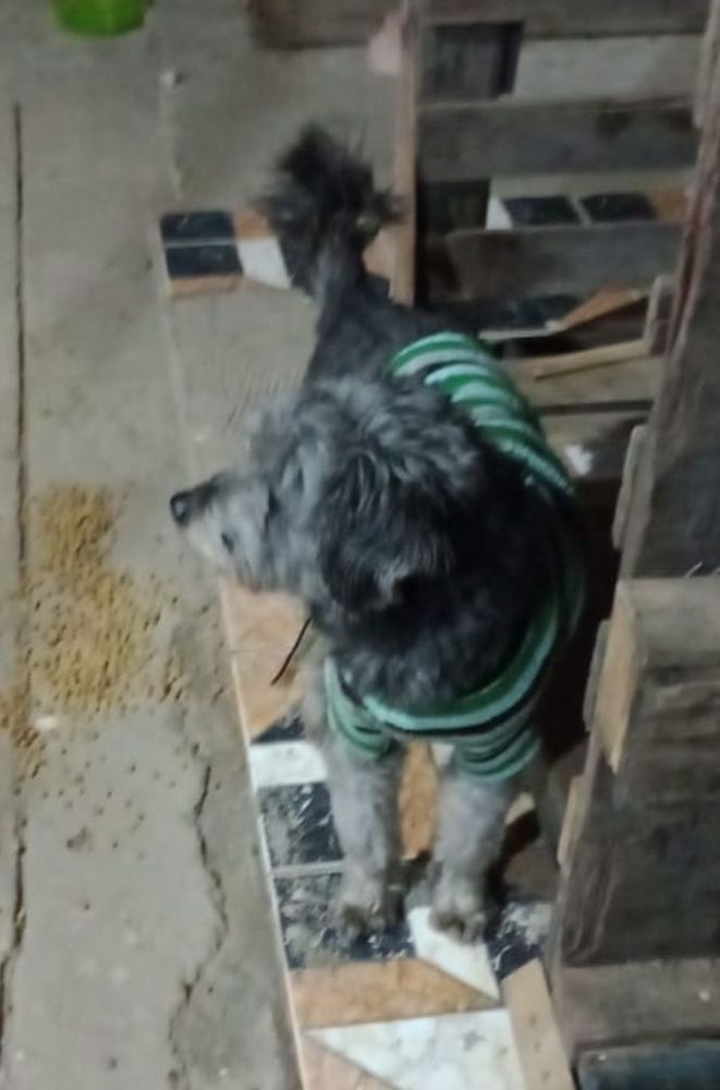 Cão