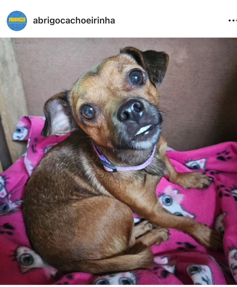 Cão