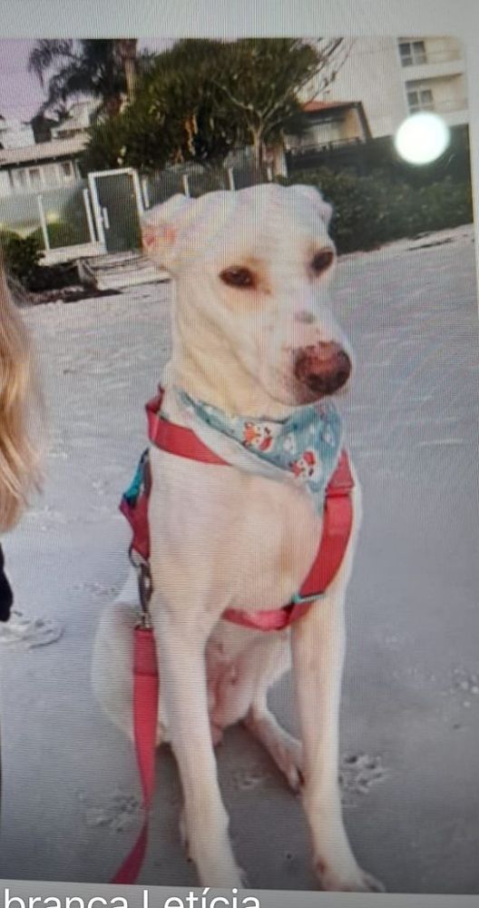 Cão
