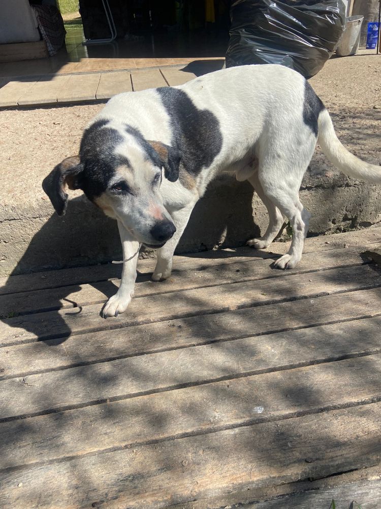 Cão