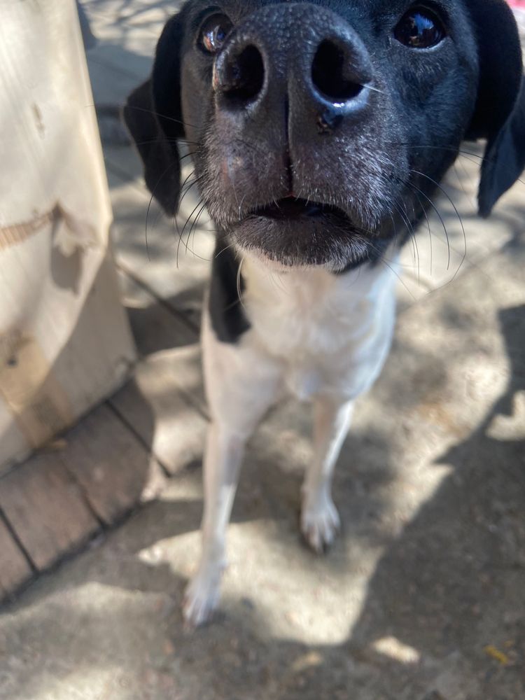 Cão