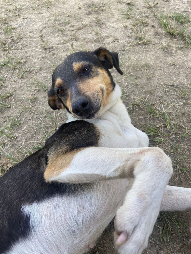 Cão