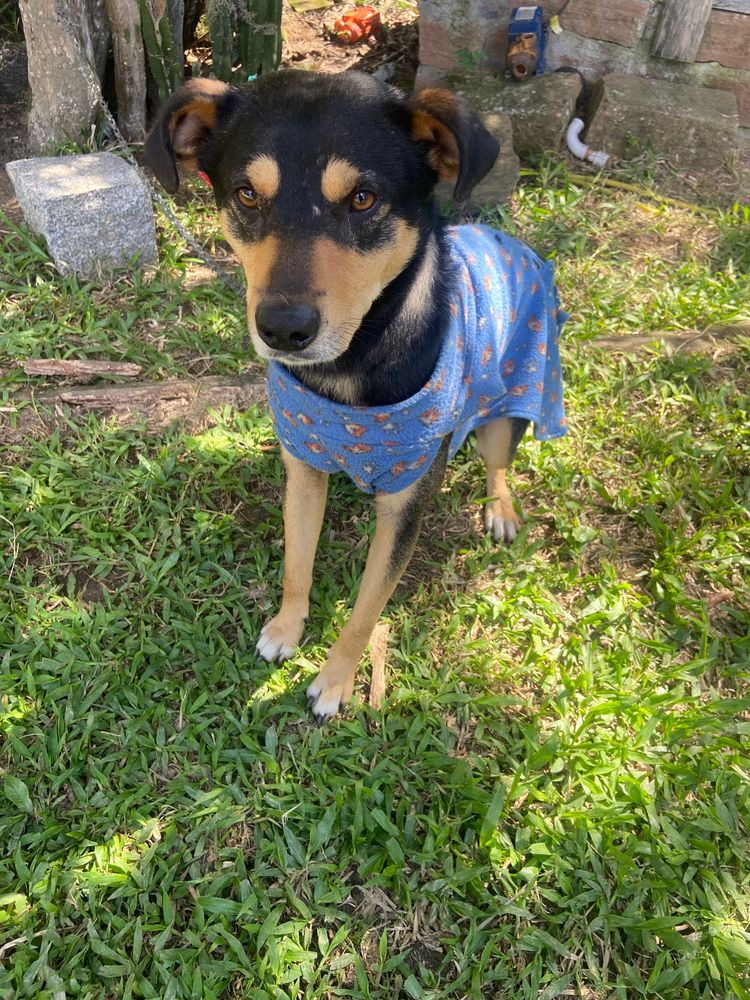 Cão