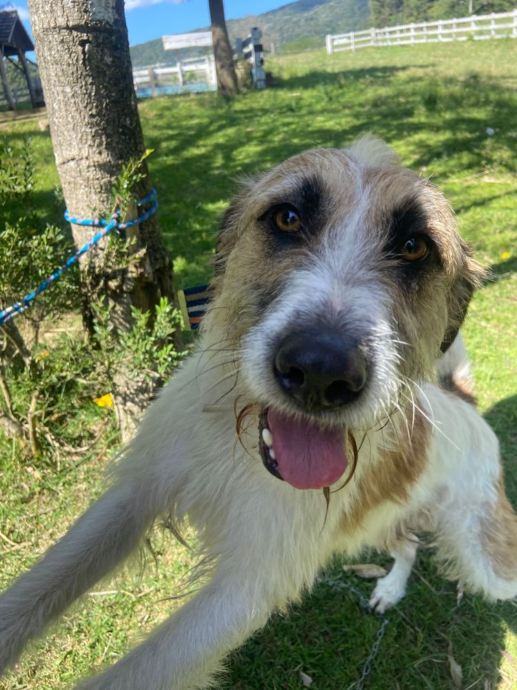 Cão