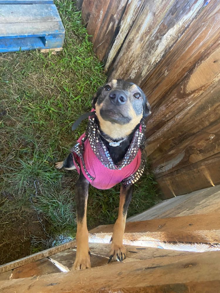 Cão
