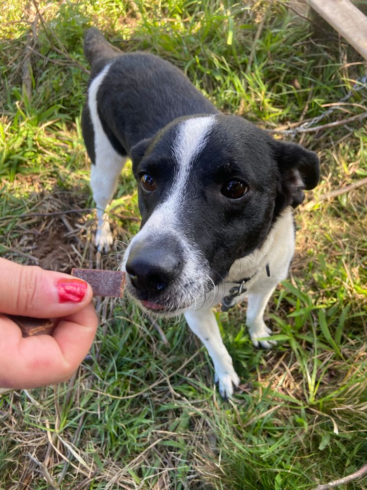 Cão