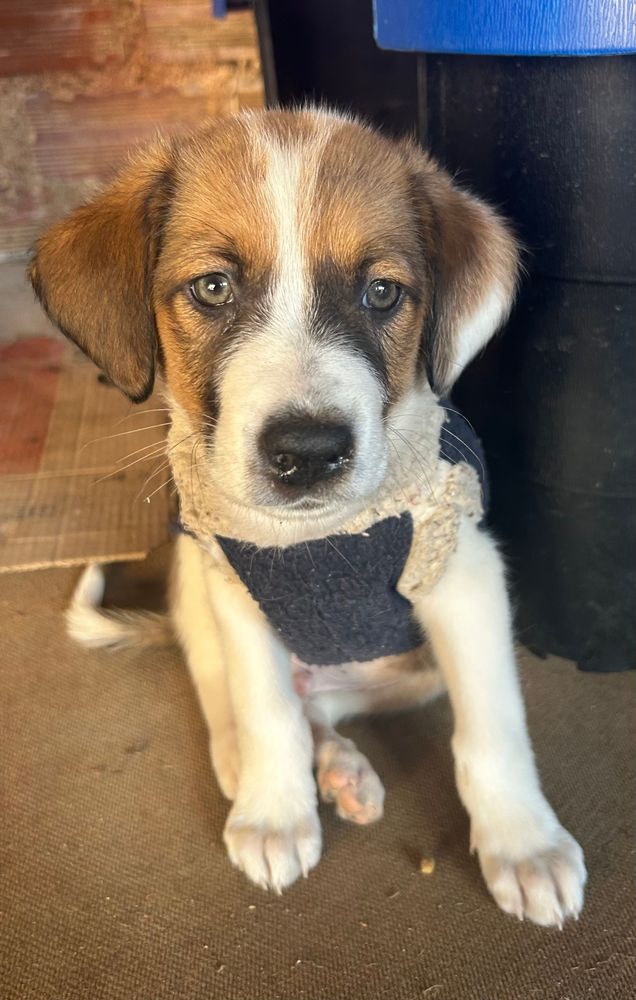 Cão