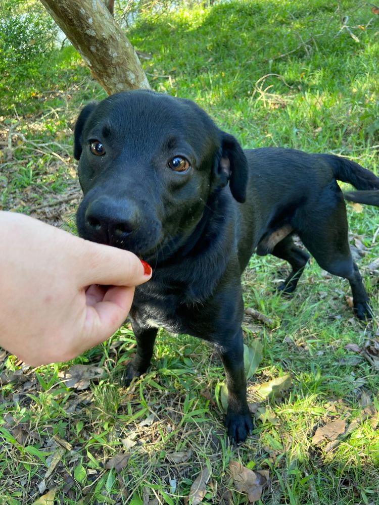 Cão