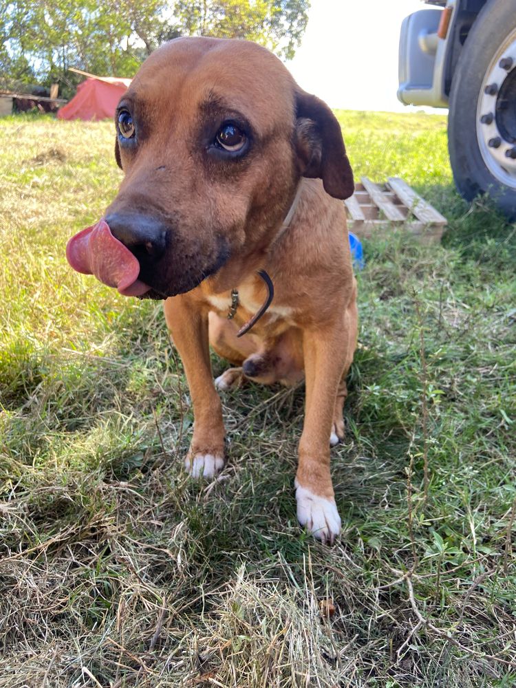 Cão