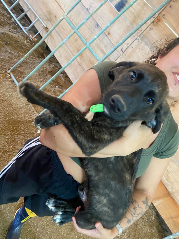 Cão