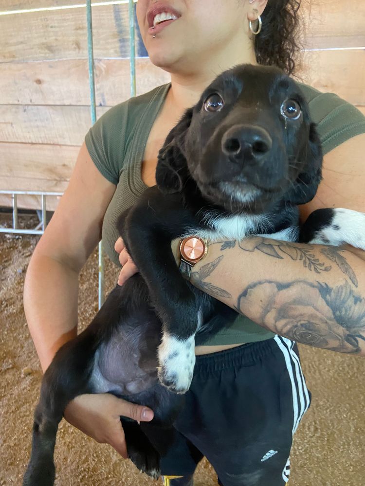 Cão