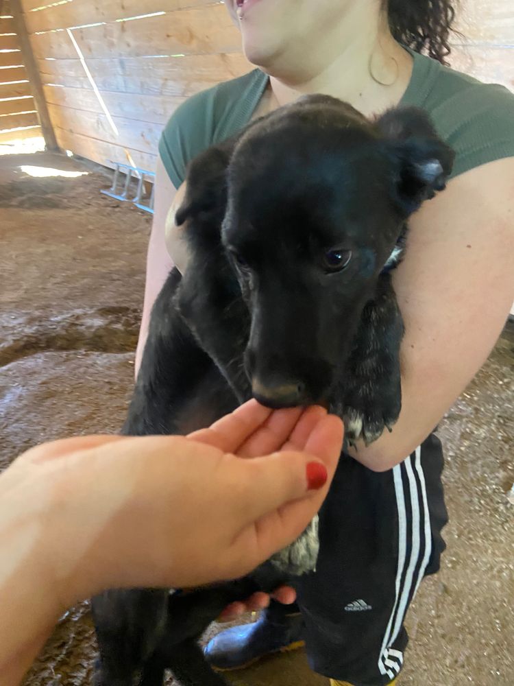 Cão