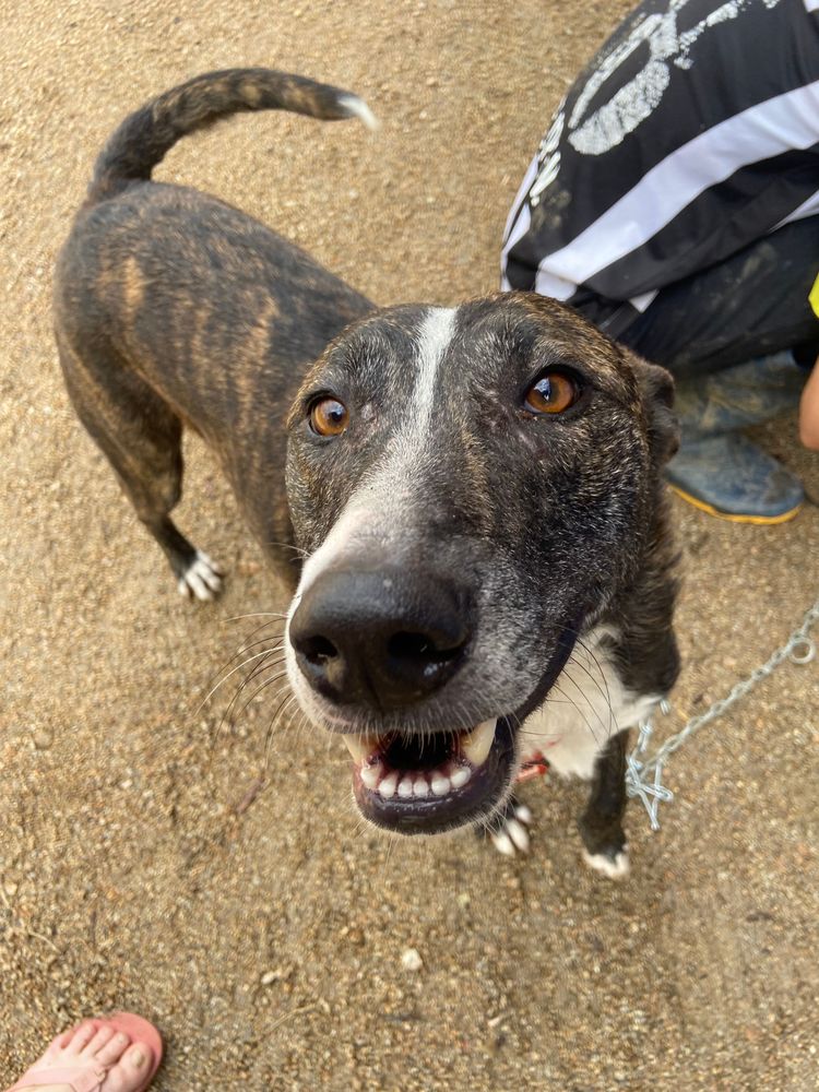 Cão