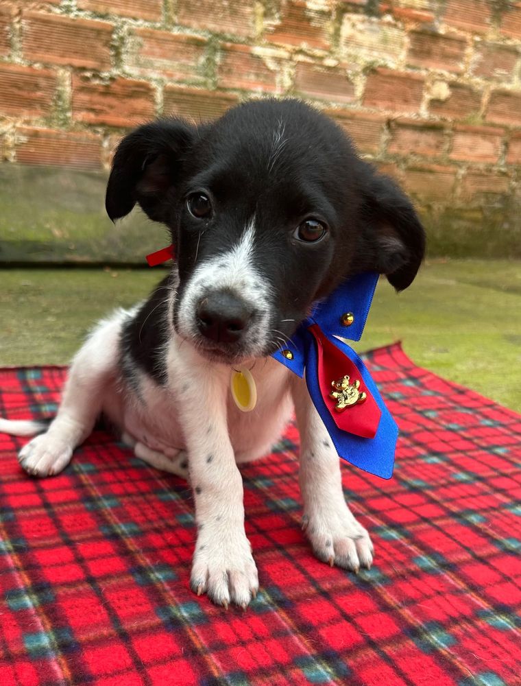 Cão