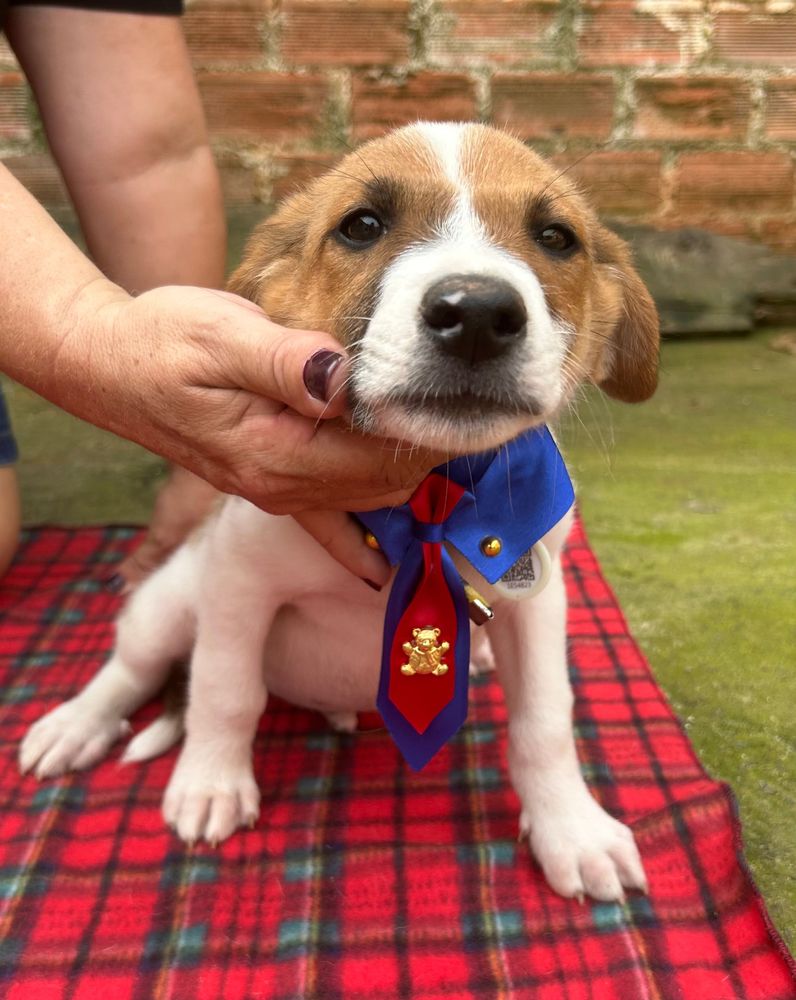 Cão