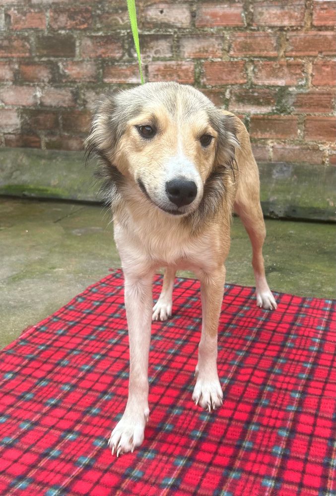 Cão